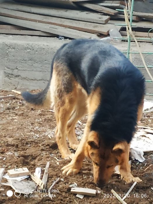 Кобель:Нужна невестка для вязки.Эркак овчарка ку́шиш учун киз ит овчар