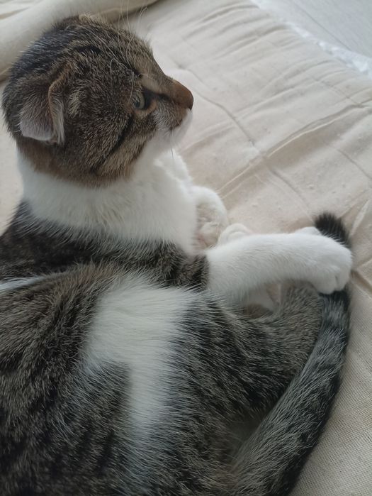 Мальчик Котёнок ищет дом