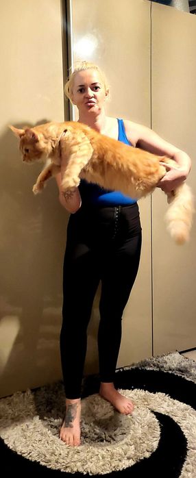 Vand baietel Maine coon