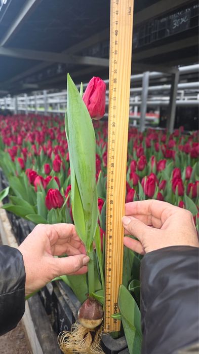 Тюльпаны опт и розница