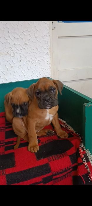 Boxer german gold  3 luni