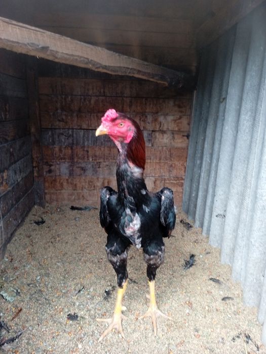 Дакан Шамо Турок Бойцовский