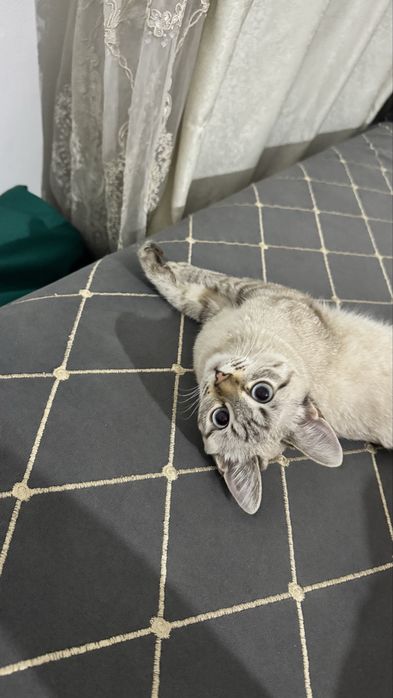 Отдам  в хорошие руки