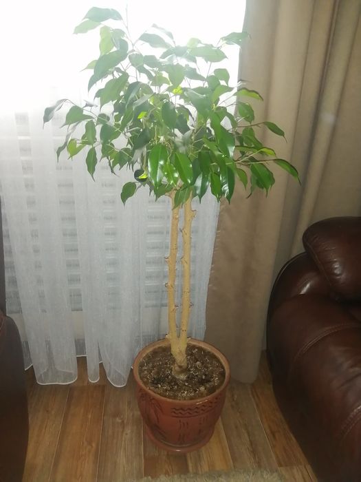 Напольные цветы продам