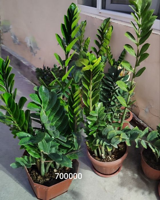 Домашний и офисный цветы Замиокалькус Долларовое дерево