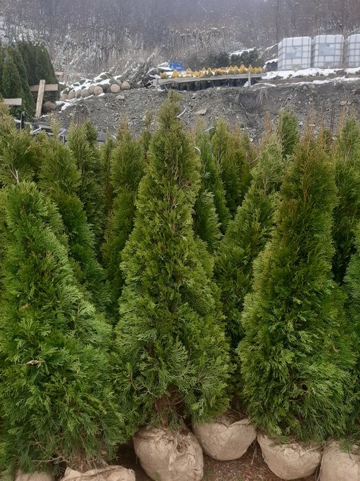 Tuia,leylandy brazi mesteacăn etc