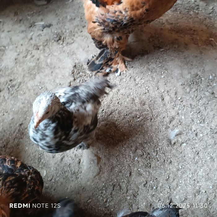 Петушки 3,4,12 месяцев