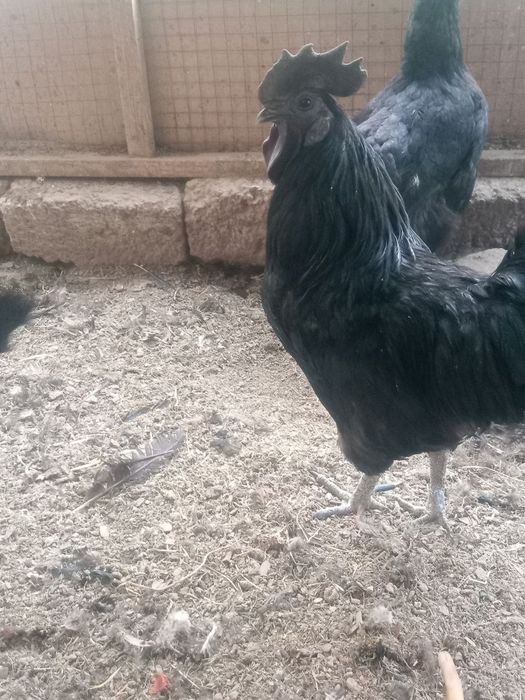 Toza zot Uxeylul xoʻrozi