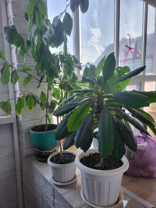 Растения для офиса и дома