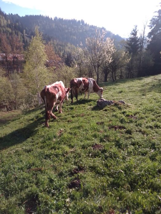Vând urgent 2 vaci