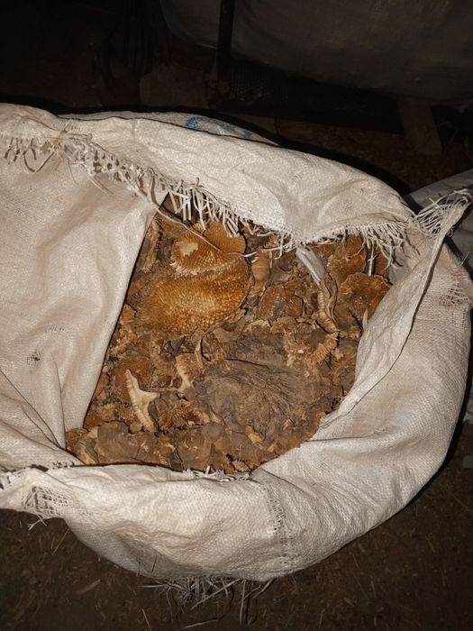 Mol qoʻy uchun galofka semichkani galoʻfkasi