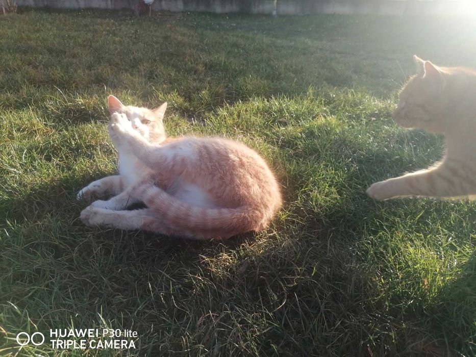 Donez pisica frumoasa și blândă 7 luni