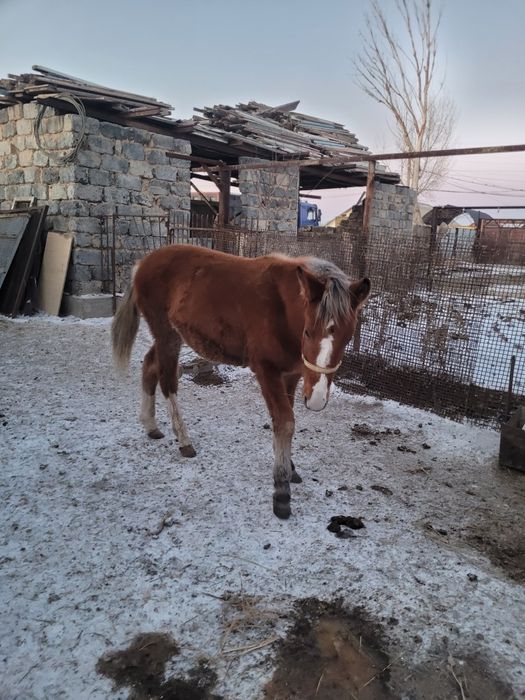 Жеребец Ахалтекинец + Жабы
