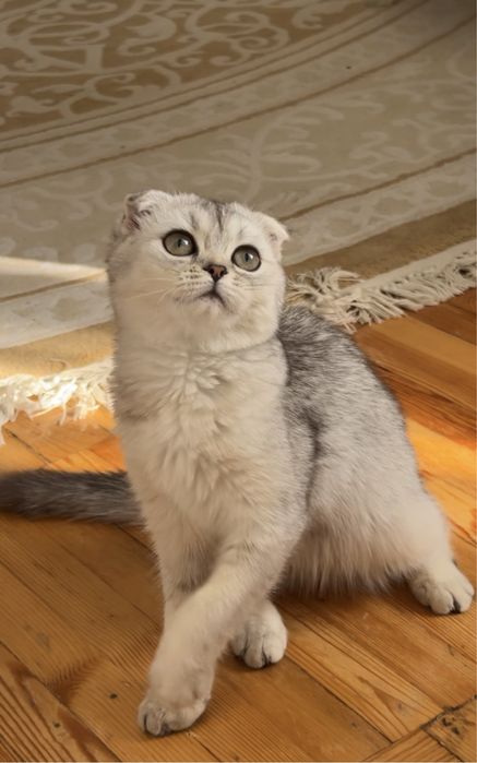 Scottish Fold — девочка, 4 месяца (Ташкент)