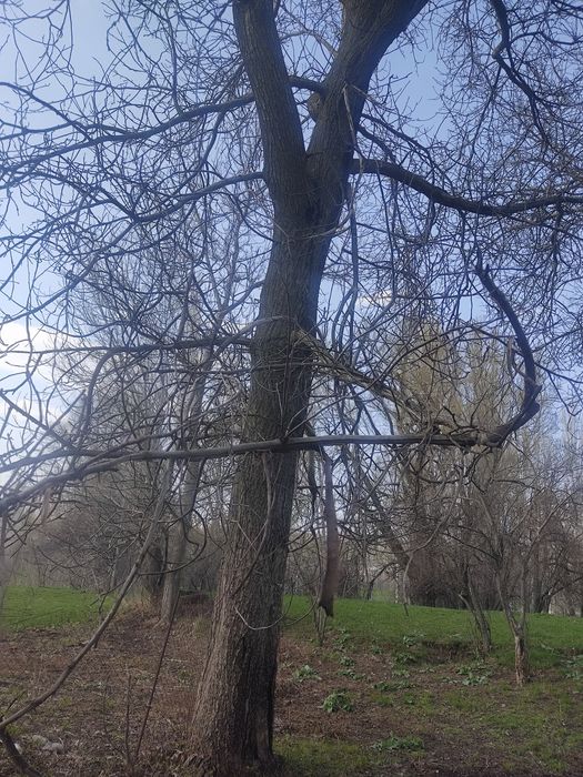 Теректер сатылады.