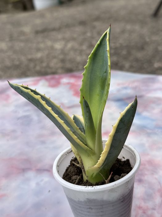 Продавам Агаве  разсад