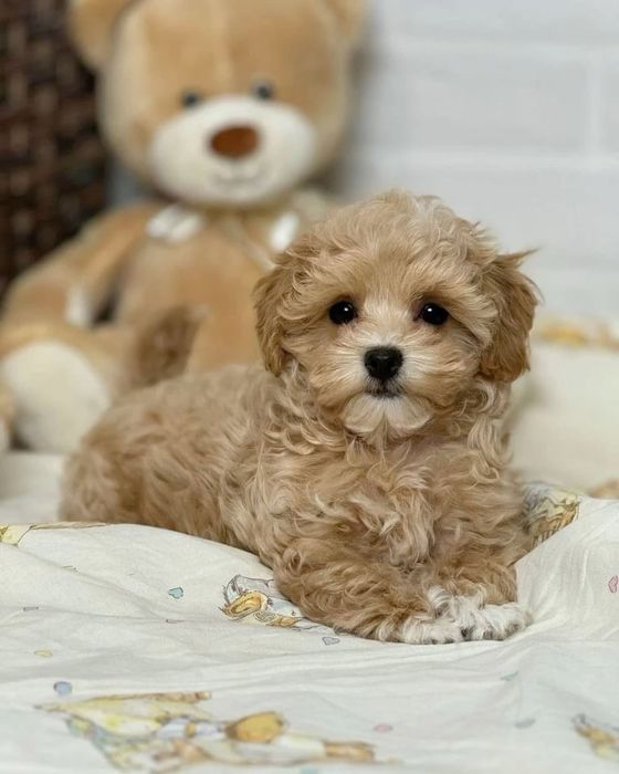 Fetiță de maltipoo