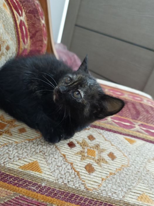 Ласковые котята ищут дом