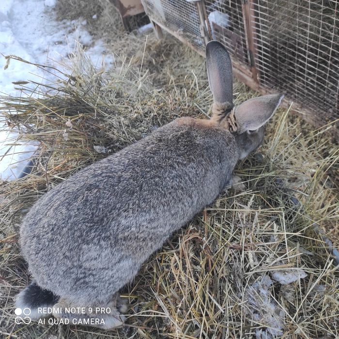Продам Кроликов Шиншилла-фландер