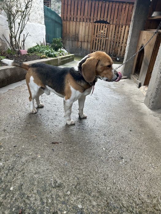 Куче порода Бигъл на 5г