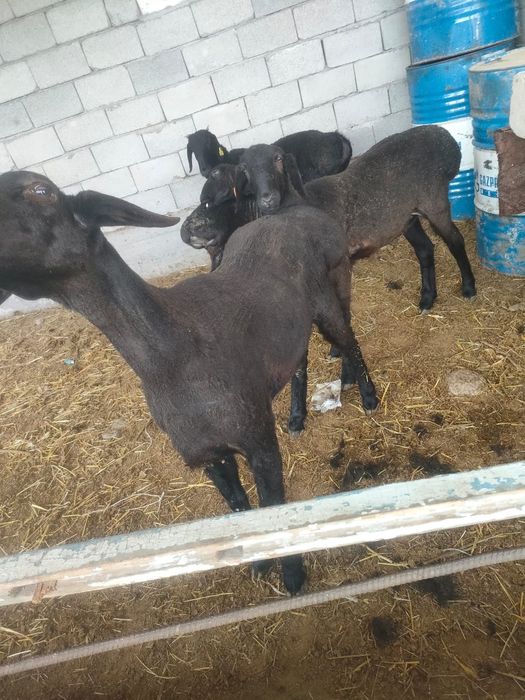 Кошкар от крокадил