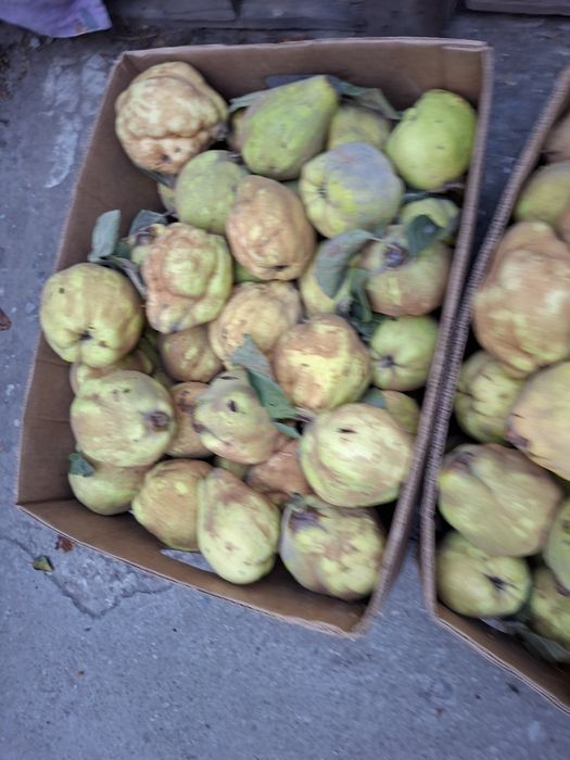 Gutui Romanesti naturale