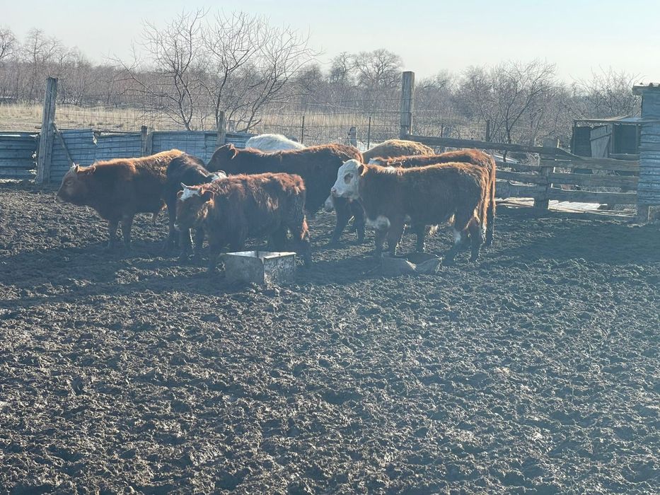 Бычки упитанный подсосы