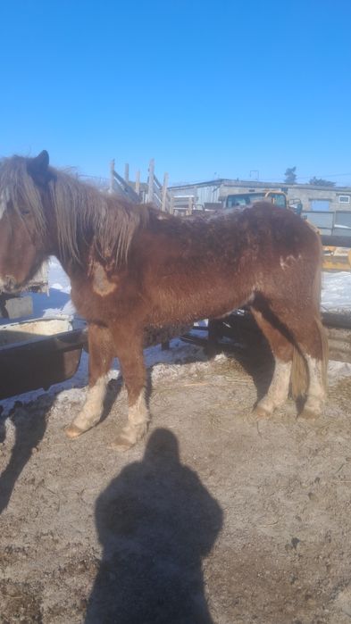 Продам жерибца полутяж