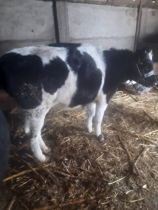 Vițea de vânzare vârstă 8 luni