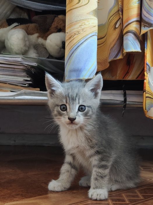 Отдам котят,в добрые руки