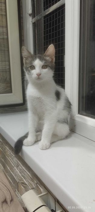 Котятки в добрые и заботливые руки