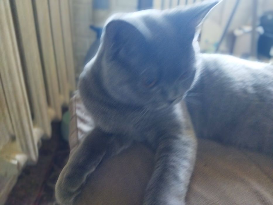 Кошка котята шотландская скотиш фолд страйт