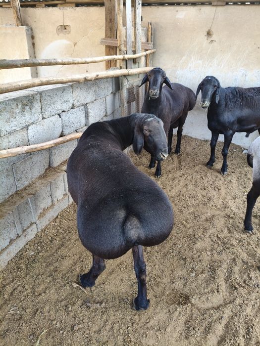 Кассоб хизмати (куй кучкор суйиш хизмати)