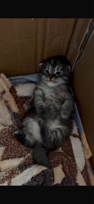 котята породистые