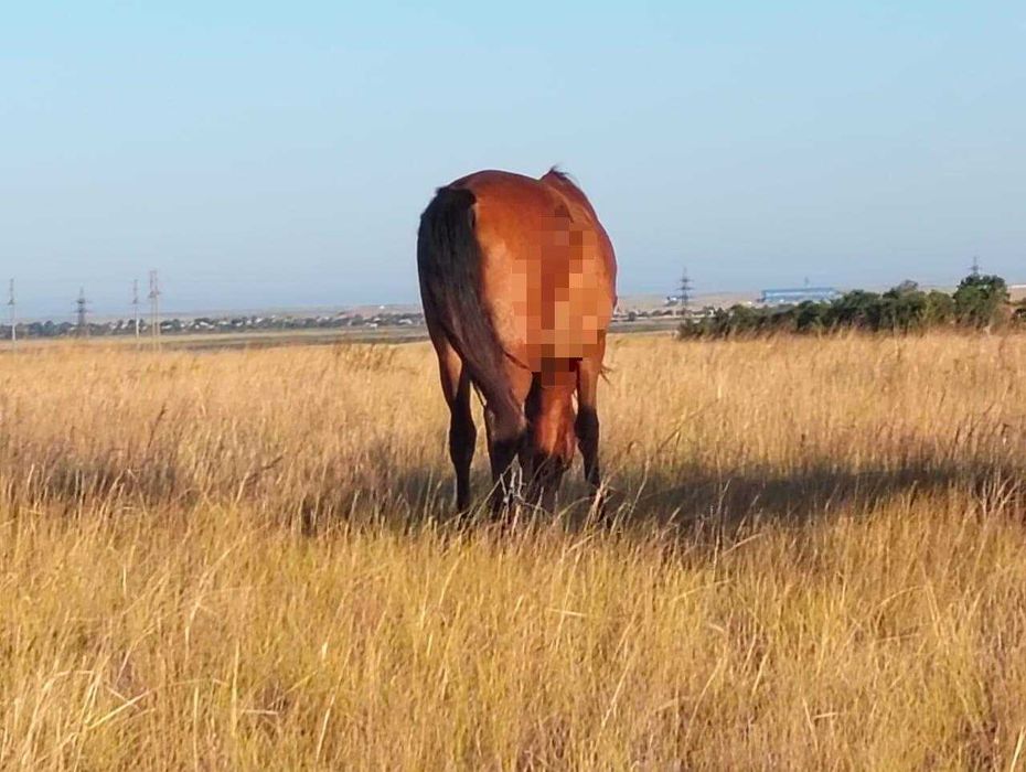 Жылқы (Лошади) -сатылады