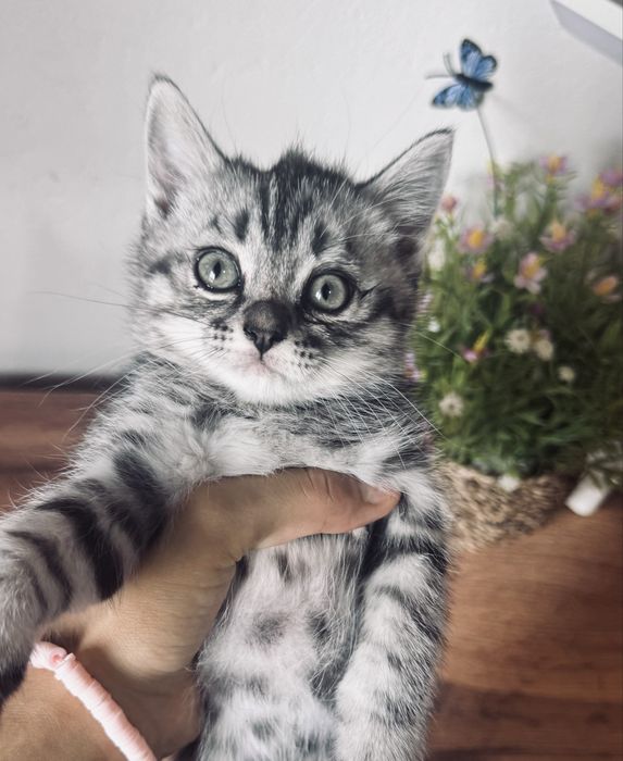 котята шотландской породы