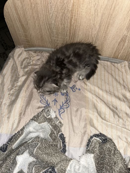Продам котенка уральск