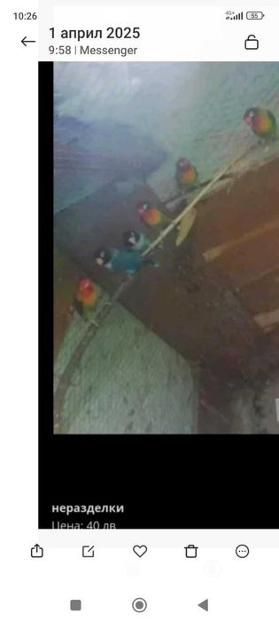 Продавам папагали