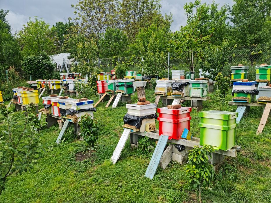 Vand familii de albine cluj napoca