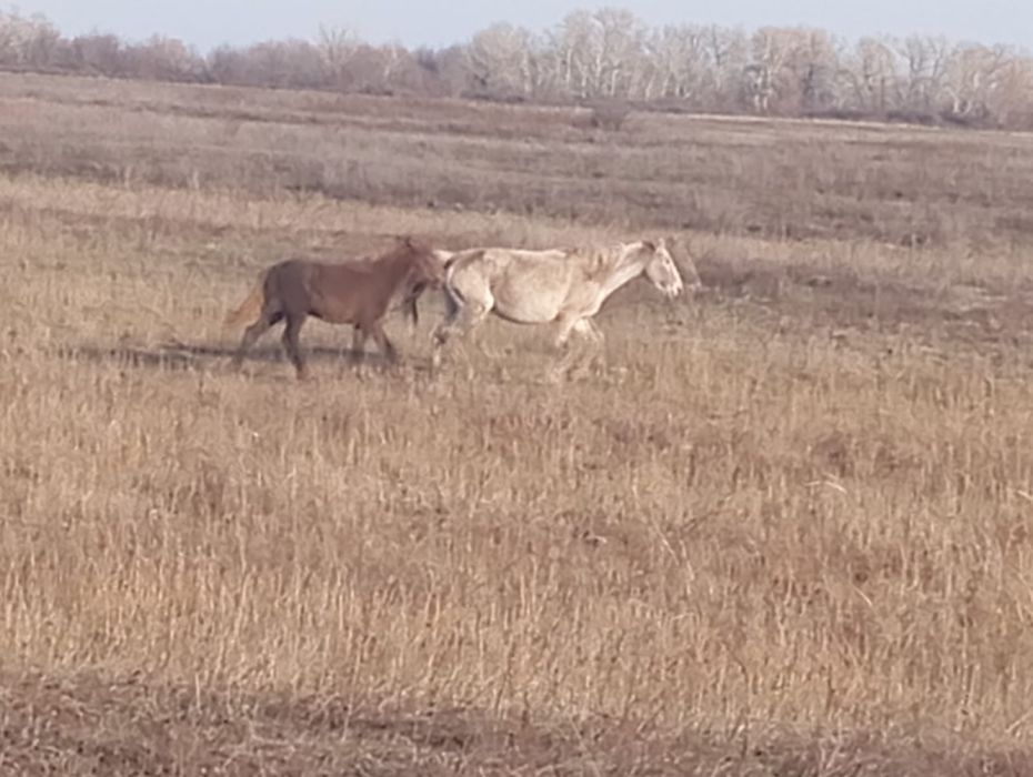 Биелер сатылады соғымға