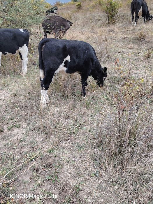 Vaca cu vitel de vanzare