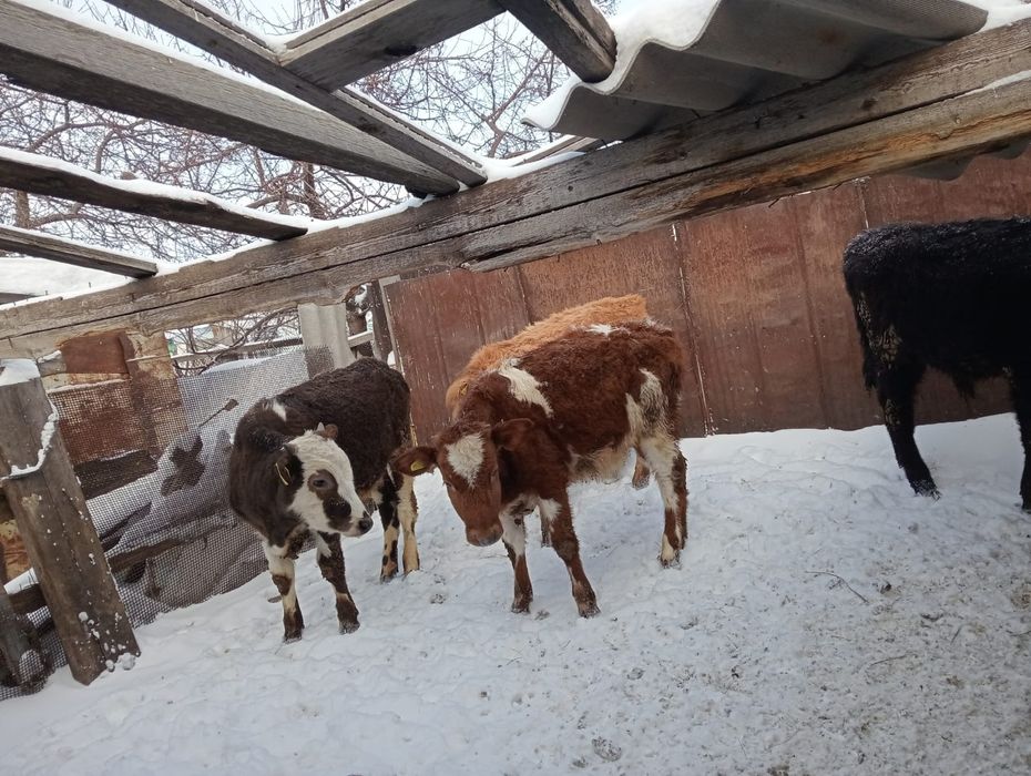 Продам 4-бычок 3-тёлка оптом 7-голов