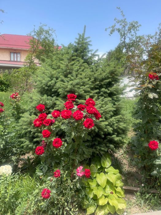 Елки живые для ландшафта