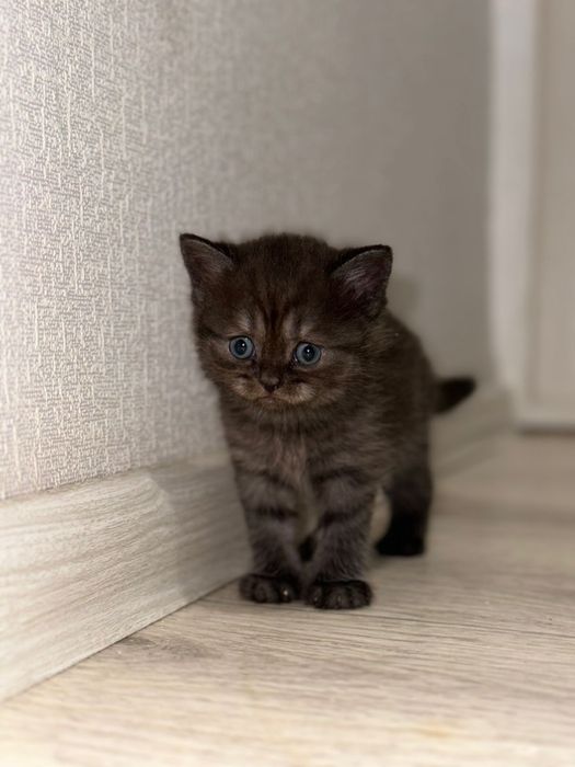 Продам котят британцы