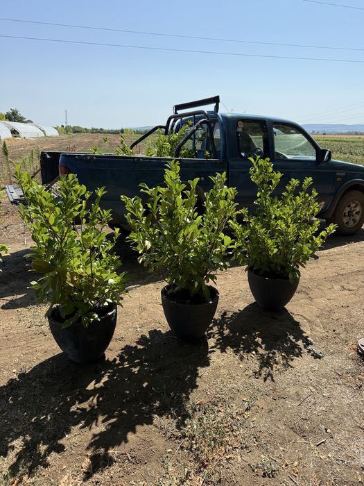 Туя  Смарагд,фастагиата,глобоза,даника, тими тим.