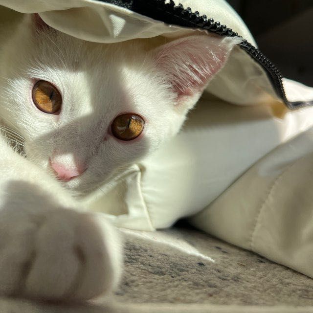 Turk angorasi sotiladi erkak 6 oylik emlangan lotokni 100% biladi