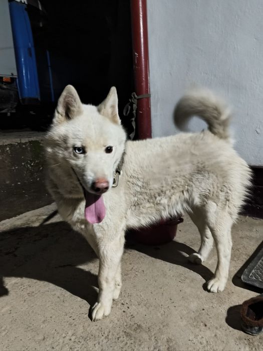 Хаски хаски хаски