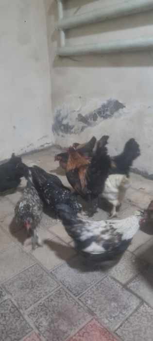 Yapon tovuq xoʻrozla sotiladi