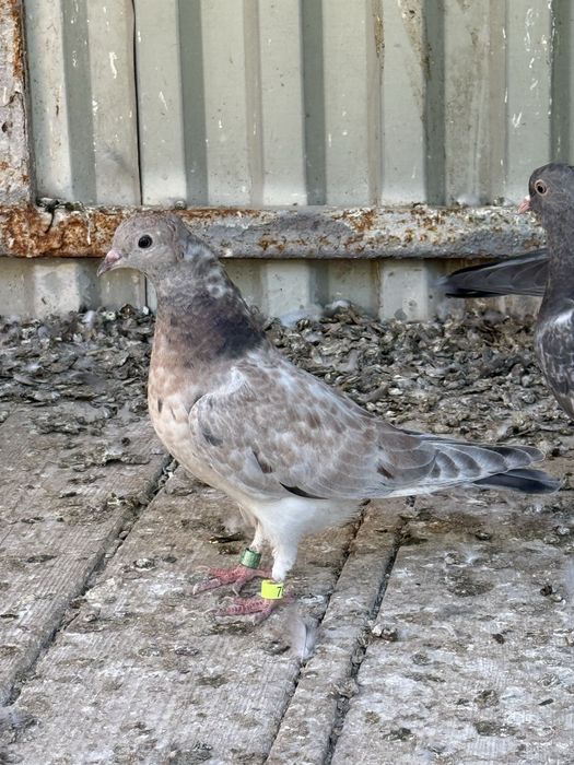 Чилкарь молодая. На продажу