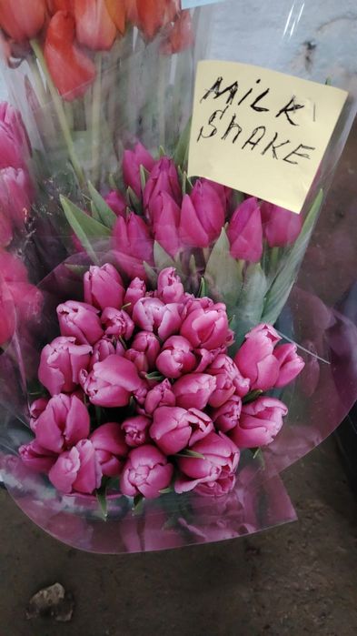 Тюльпаны розница